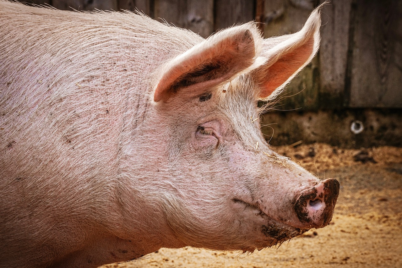 regelmäßige und korrekte Schweine Euterpflege