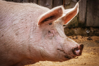 Die Bedeutung von Hygiene bei der Tierpflege - Ein ganzheitlicher Ansatz