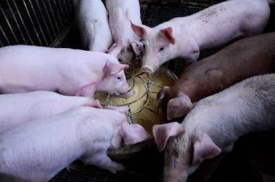 The Hidden Costs of Swine Diseases - Economic Impact and Prevention Strategies